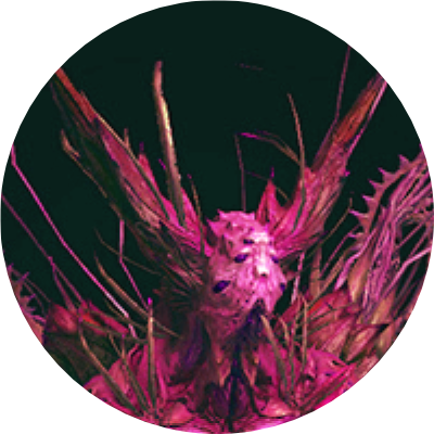 Ensolyss of the Endless Torment